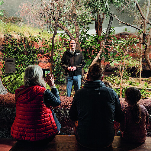 Severin Dressen, directeur du zoo de Zurich, se fait photographier dans l’enclos vide des koalas, comme s’il était un animal. Photo: Jonathan Labusch/Tages-Anzeiger