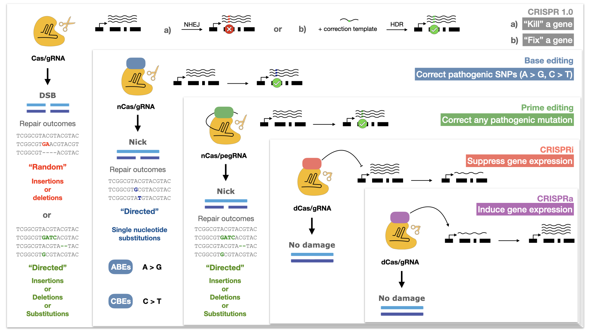 Schéma des cinq formes principales de CRISPR/Cas. De la méthode CRISPR 1.0, où une cassure complète dans l’ADN modifie la séquence soit de manière aléatoire ou intègre certaines modifications par une manipulation ciblée, jusqu’aux nouvelles méthodes qui permettent de procéder à des modifications ciblées ou de piloter l’expression de gènes. Les effets des modifications de l’ADN par l’enzyme Cas sont illustrés en bas, les exemples pratiques à droite. Graphique: Luca Bechter et Zacharias Kontarakis